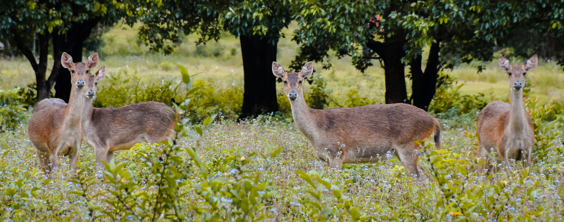 Deer Watching
